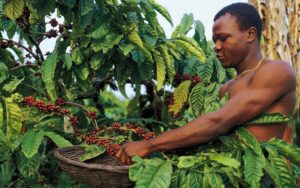 Investing in Coffee: A Goldmine Under the Basket