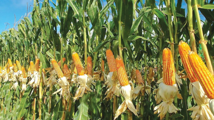 Maize Cultivation: A Highly Profitable Short-term Investment with Low Risk