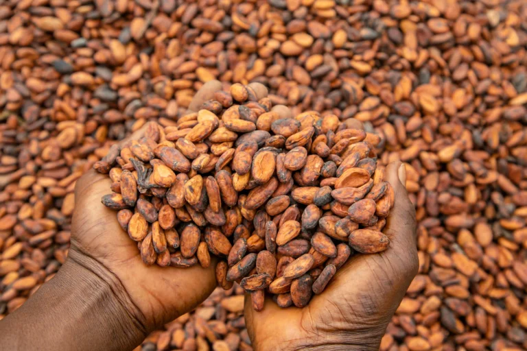 Price Hikes for Cameroon Cocoa and Incentive for Producers