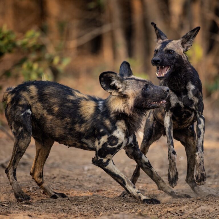 Bouba Njida National Park