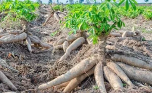 Cassava Production and Processing