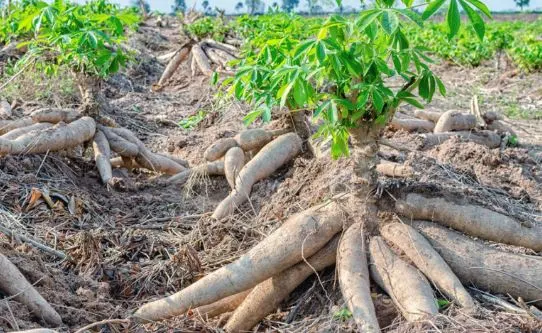 Cassava Production and Processing