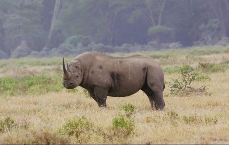 Lobeke National Park